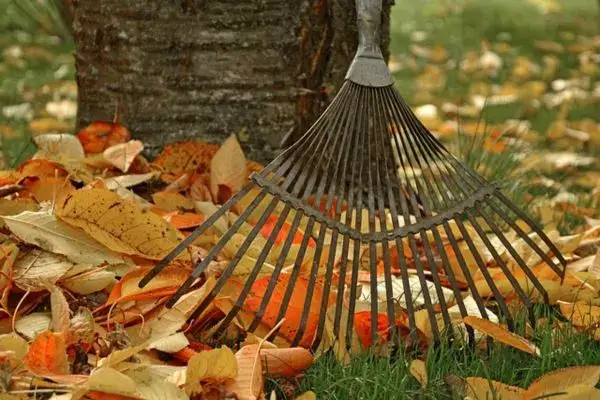Des feuilles mortes au pied d'un arbre et un râteau de jardinage